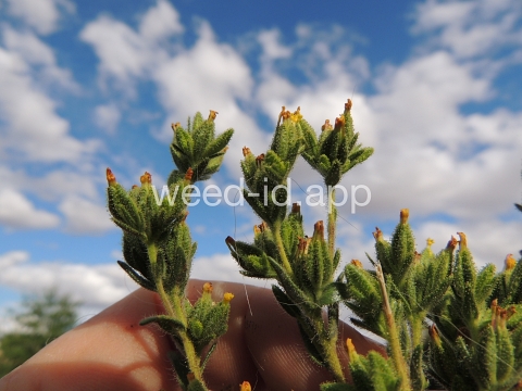 tarweed, cluster